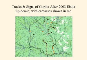 Impact of Ebola 2